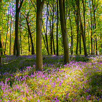 Buy canvas prints of English Bluebell Wood by Apollo Aerial Photography
