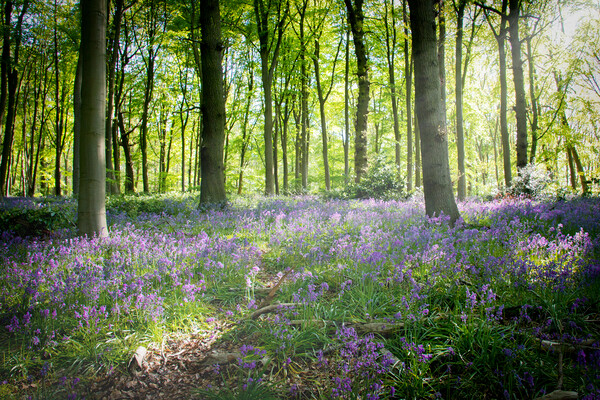 Bluebells in the Woods Picture Board by Apollo Aerial Photography