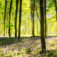 Buy canvas prints of Bluebell Woods by Apollo Aerial Photography
