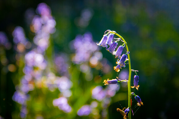 Bluebell Picture Board by Apollo Aerial Photography