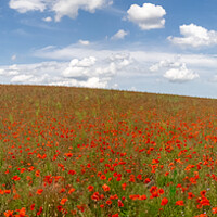 Buy canvas prints of Field of Poppies Panorama by Apollo Aerial Photography