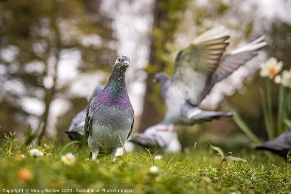 A pigeon that is standing in the grass Picture Board by Kirsty Barber