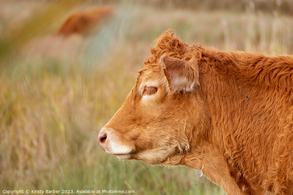 A brown cow standing on top of a grass covered field Picture Board by Kirsty Barber