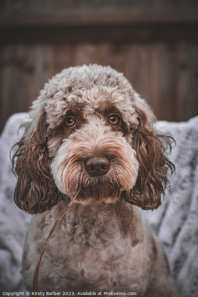 Chocolate Roan Cockapoo Picture Board by Kirsty Barber