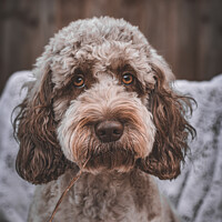 Buy canvas prints of Chocolate Roan Cockapoo by Kirsty Barber