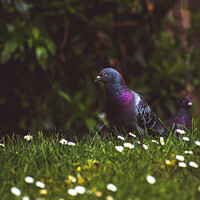 Buy canvas prints of Pigeon Portrait by Kirsty Barber
