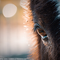 Buy canvas prints of Close up of a horses eye by Kirsty Barber