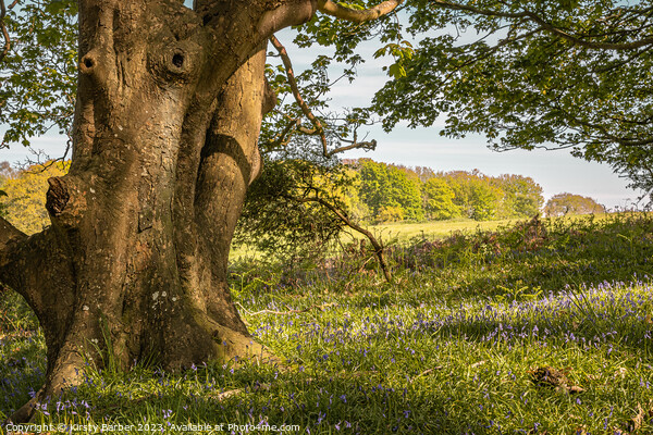 Tree Trunk in a Bluebell Field Picture Board by Kirsty Barber