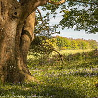 Buy canvas prints of Tree Trunk in a Bluebell Field by Kirsty Barber