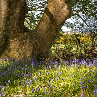 Buy canvas prints of Tree Trunk In Field of Bluebells  by Kirsty Barber