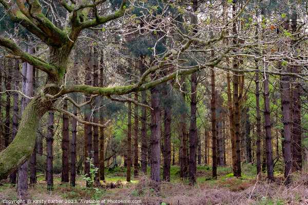 Tress in Dunwich Forest  Picture Board by Kirsty Barber