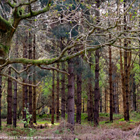 Buy canvas prints of Tress in Dunwich Forest  by Kirsty Barber