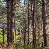 Buy canvas prints of Tress in Dunwich Forest  by Kirsty Barber