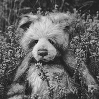 Buy canvas prints of Teddy Bear in field of flowers by Kirsty Barber