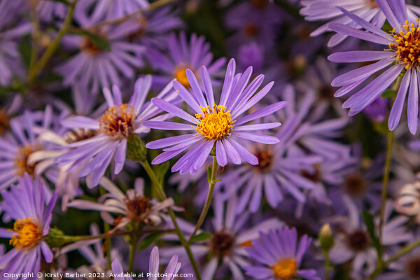 Purple Aster Picture Board by Kirsty Barber