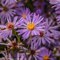 Buy canvas prints of Purple Aster by Kirsty Barber