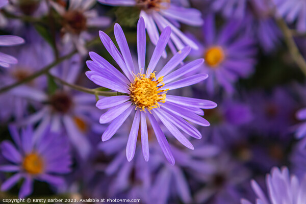 Purple Aster Picture Board by Kirsty Barber