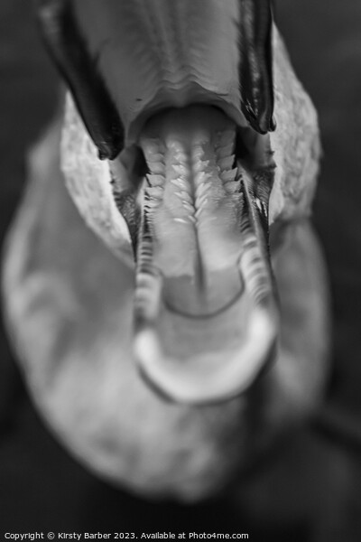 Inside a swans beak Picture Board by Kirsty Barber