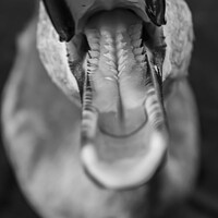 Buy canvas prints of Inside a swans beak by Kirsty Barber