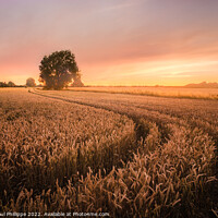 Buy canvas prints of Wheatfield at sunset by John-paul Phillippe