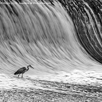 Buy canvas prints of Heron On Weir by John-paul Phillippe