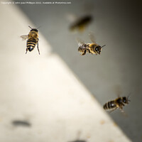 Buy canvas prints of Busy Beehive by John-paul Phillippe