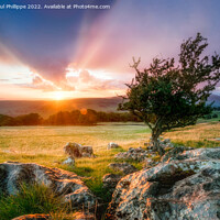 Buy canvas prints of Lone Tree In Yorkshire Dales by John-paul Phillippe
