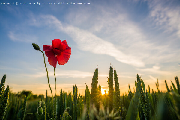Poppy Sunset Picture Board by John-paul Phillippe