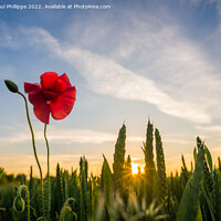 Buy canvas prints of Poppy Sunset by John-paul Phillippe