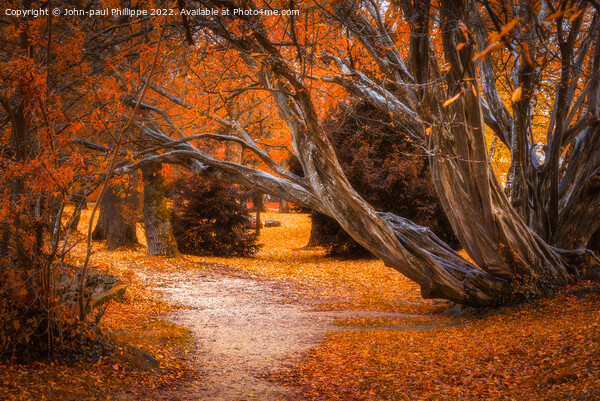 Autumn Path Picture Board by John-paul Phillippe