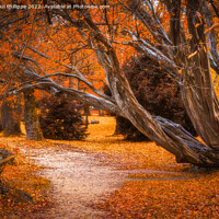 Buy canvas prints of Autumn Path by John-paul Phillippe