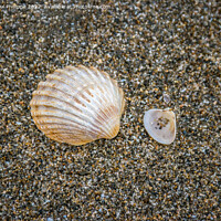 Buy canvas prints of Big Shell Little Shell by John-paul Phillippe