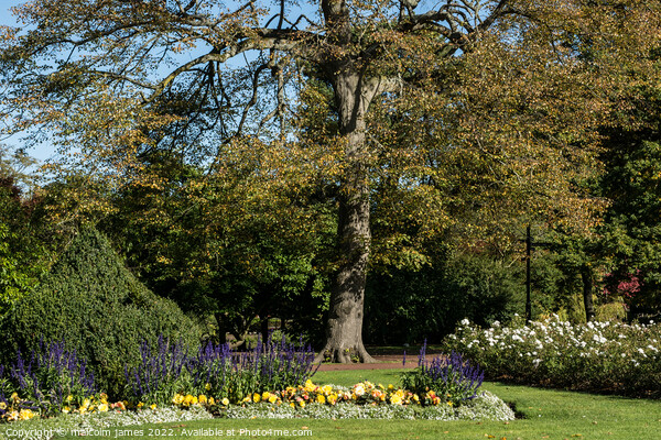 west park garden Picture Board by malcolm james