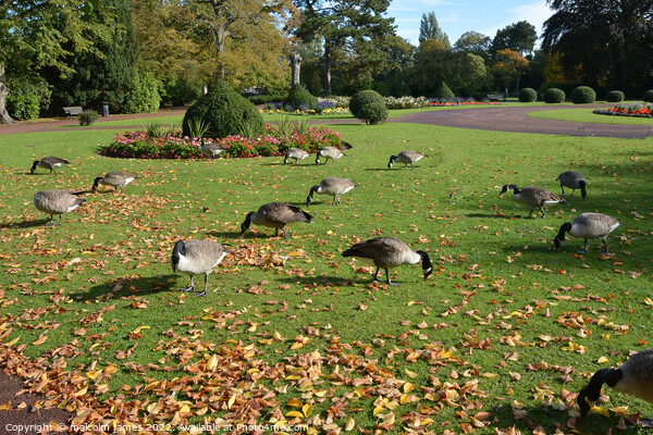feasting geese Picture Board by malcolm james
