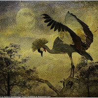 Buy canvas prints of Taking Flight by Horace Goodenough