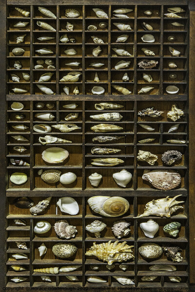 Shells  Picture Board by Horace Goodenough