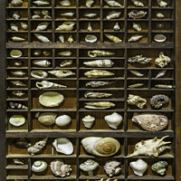 Buy canvas prints of Shells  by Horace Goodenough
