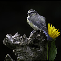 Buy canvas prints of Blue Tit by Horace Goodenough