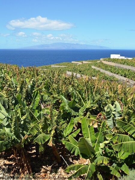 Banana plantation on the west coast of Tenerife Picture Board by Anne-Claude Maurice