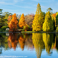 Buy canvas prints of Autumn brilliance with dazzling colours bathed in  by Sophie Lawrence