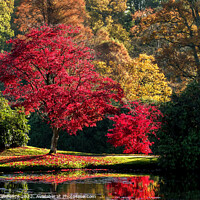 Buy canvas prints of A ripe red maple with a generous sprinkling of leaves like confetti around it.  by Sophie Lawrence