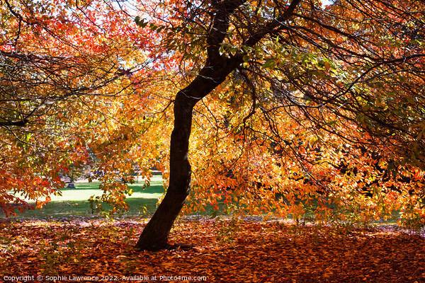 A canopy and a carpet of autumn hues Picture Board by Sophie Lawrence