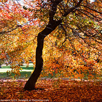 Buy canvas prints of A canopy and a carpet of autumn hues by Sophie Lawrence