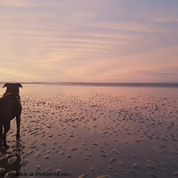 Buy canvas prints of Dog on Beach admiring the sunset by Mike Owen