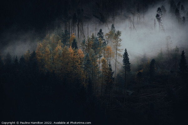 Dark Trees in the Trossachs, Scotland Picture Board by Pauline Hamilton