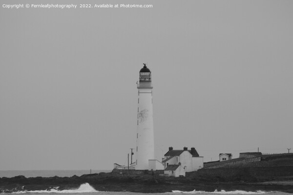 Black and white lighthouse Picture Board by Fernleafphotography 