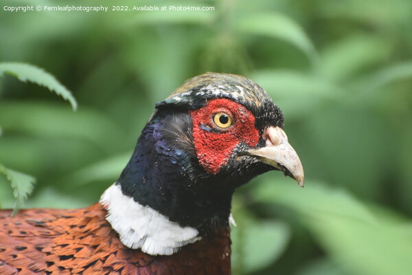 Pheasant Picture Board by Fernleafphotography 
