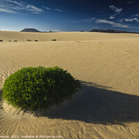 Buy canvas prints of Dune Plant by Mark Bowman