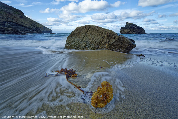 Seaweed at Portheras Cove Picture Board by Mark Bowman