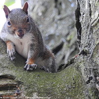 Buy canvas prints of A squirrel relaxing by John Brooks-nicholls